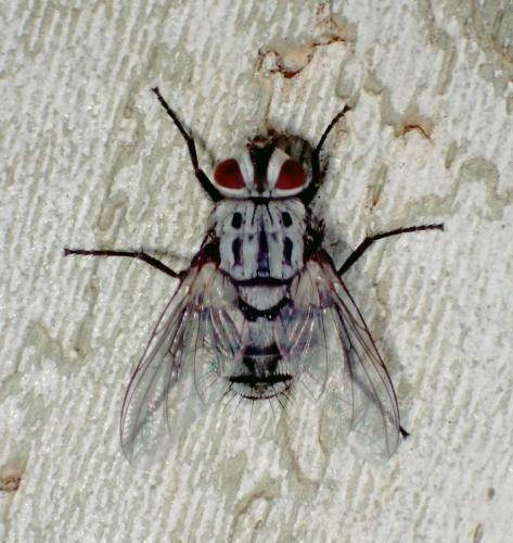Billaea maritima